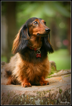 Cobrinha Azul - PetMag