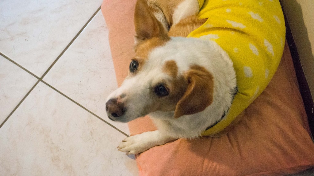 A tímida virinha Melada