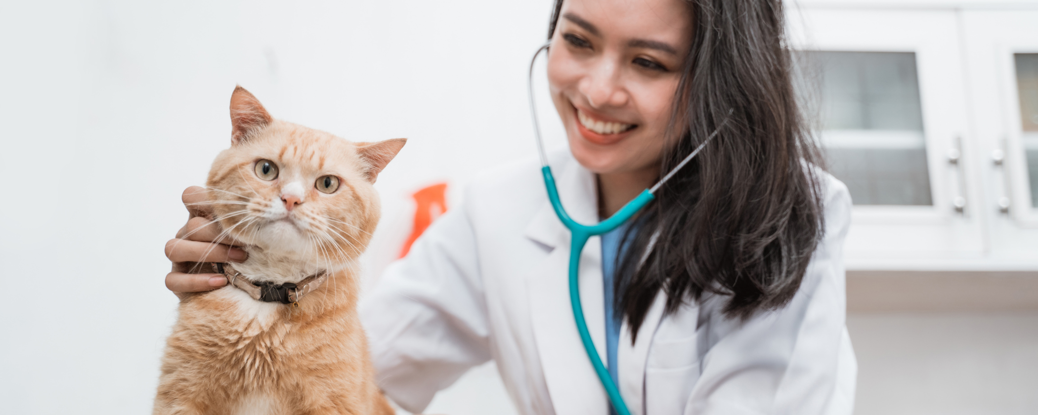 Alimentação natural terapêutica para gatos