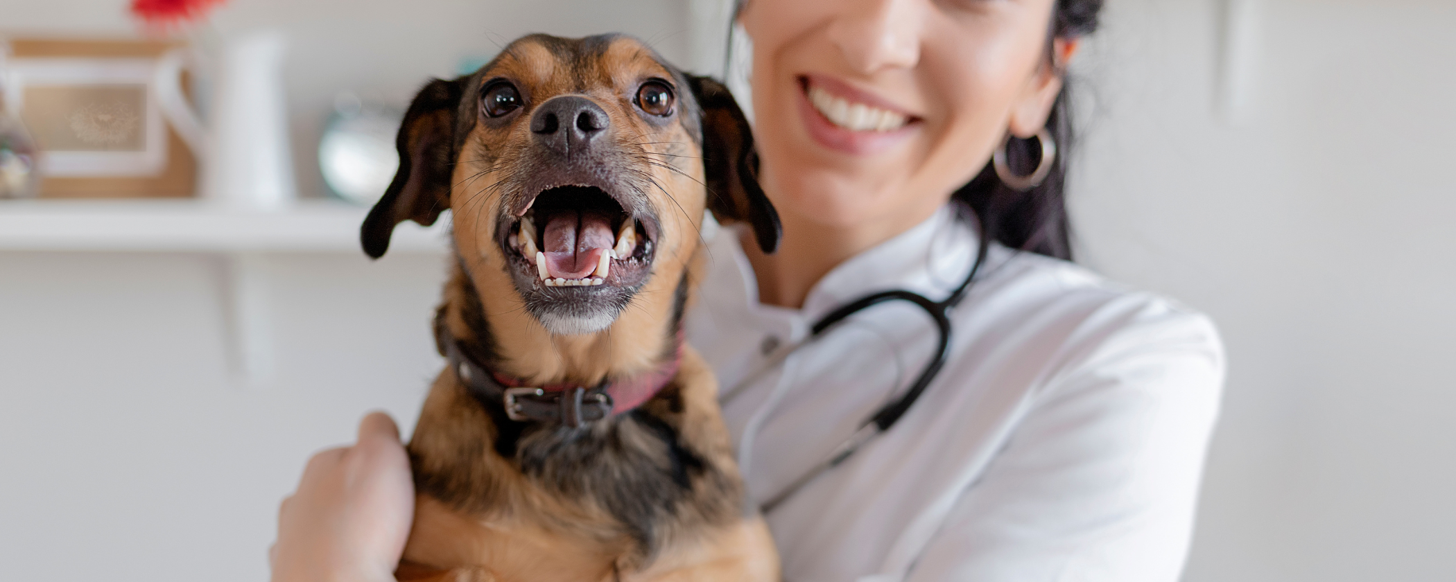 Alimentação natural terapêutica para cães